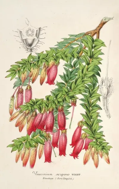 Vaccinium Serpens