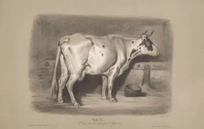Vache 2