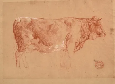 Vache De Profil