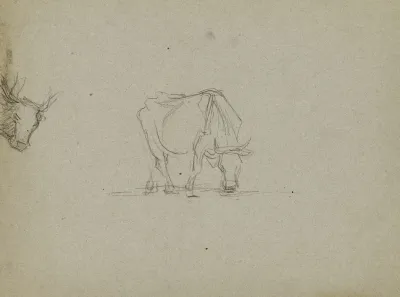 Vache Et Tete De Vache