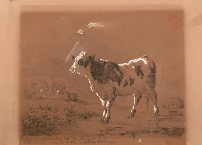 Vache