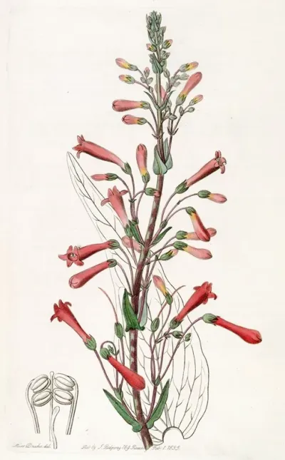 Valerian Leaved Chelone