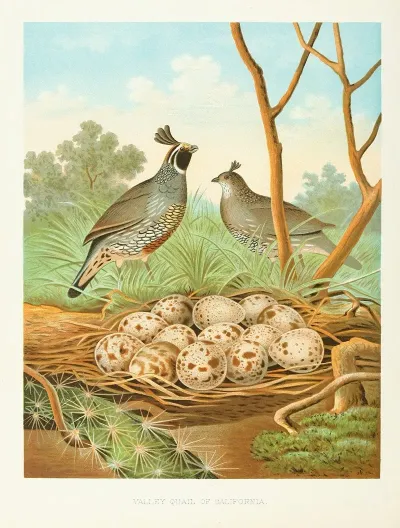 Valley Quail Of California