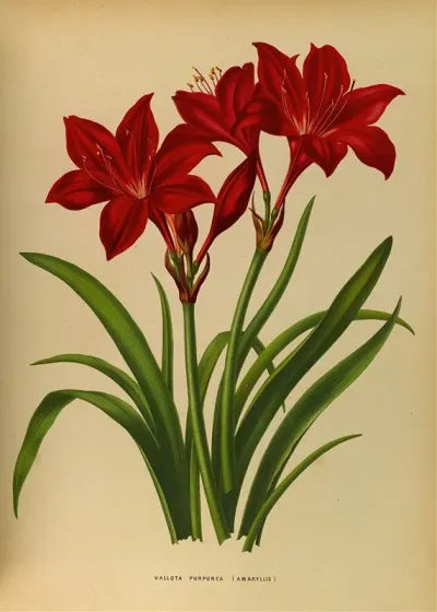 Vallota Purpurea Amaryllis