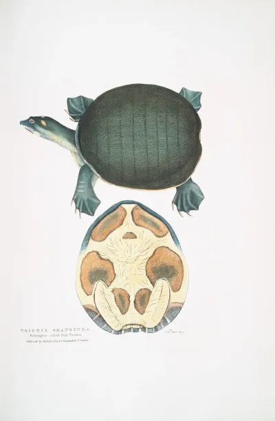 Valvular Trionyx Emyda Punctata Trionyx Granosus