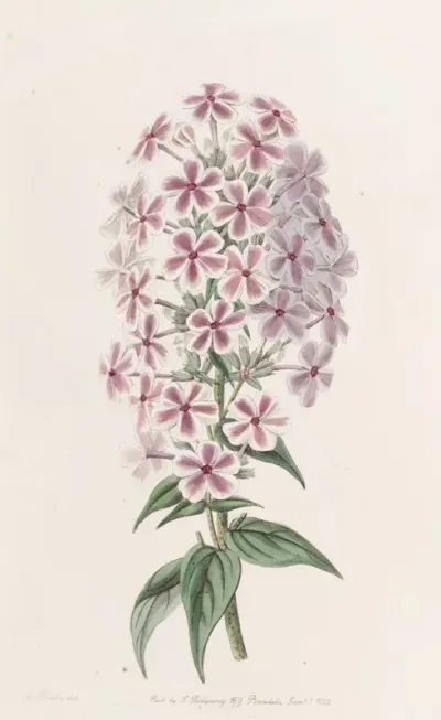 Van Houttes Phlox
