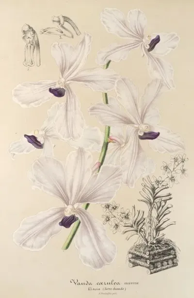 Vanda Caerulea