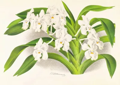 Vanda Denisoniana