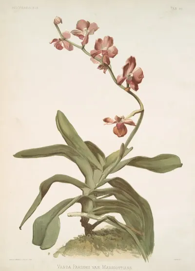 Vanda Parishii Var Marriottiana
