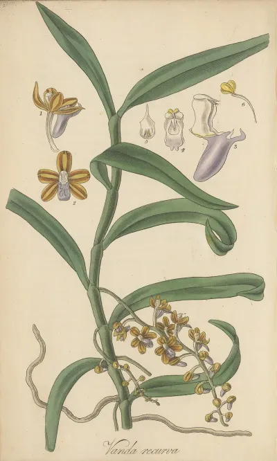 Vanda Recurva