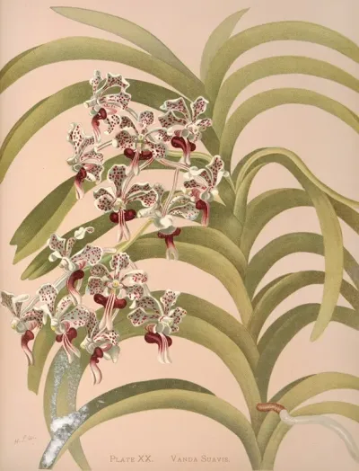 Vanda Suavis