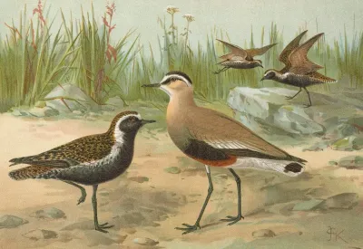 Vanellus Gregarius Pall Charadrius Dominicus St Muller