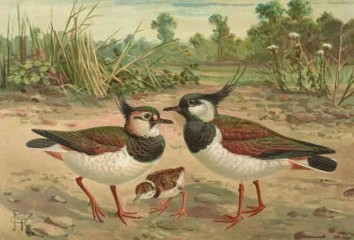 Vanellus Vanellus