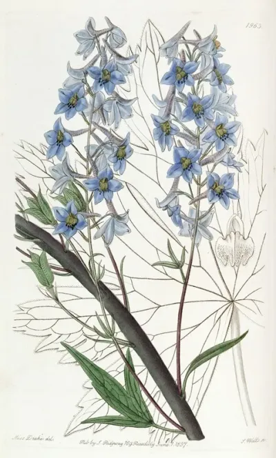 Variable Larkspur