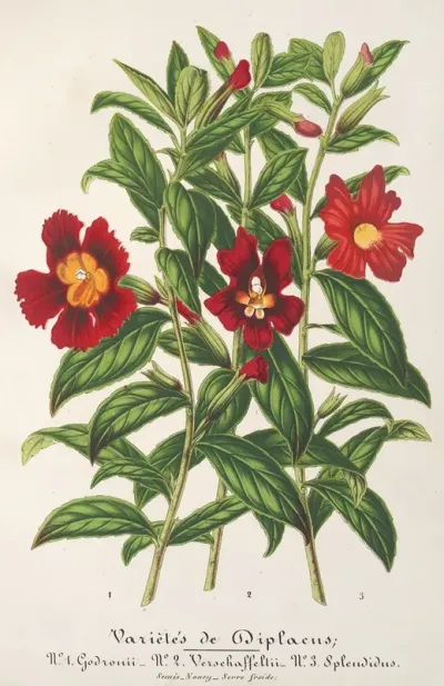 Varietes De Diplacus