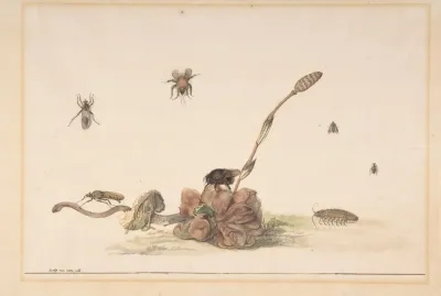 Various Insects By A Fungus
