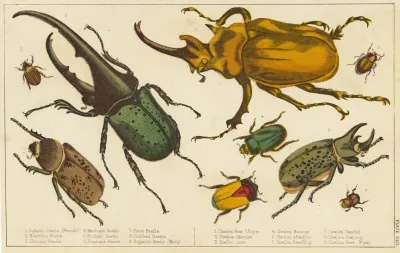 Various Kinds Of Beetles
