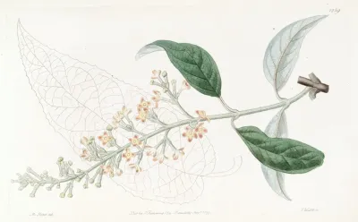 Various Leaved Buddlea
