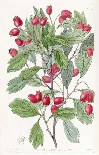 Various Leaved Hawthorn