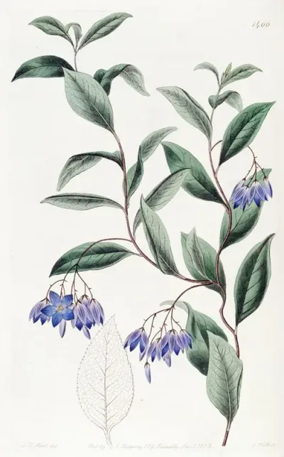 Various Leaved Sollya