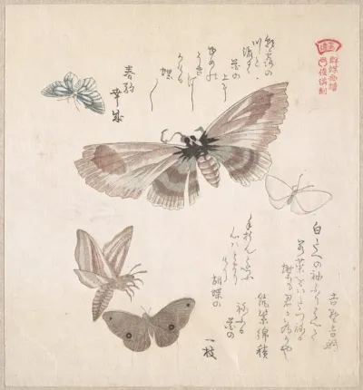 Various Moths And Butterflies 3