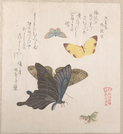 Various Moths And Butterflies 4