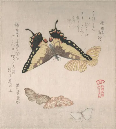 Various Moths And Butterflies 6