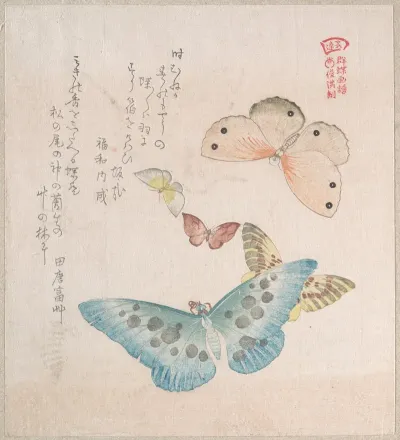 Various Moths And Butterflies 7