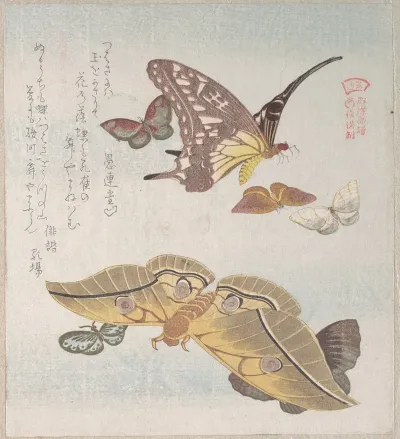 Various Moths And Butterflies