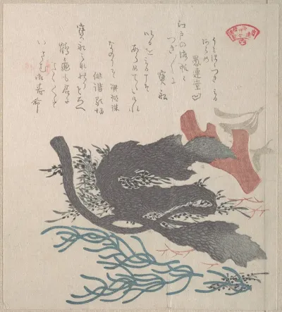 Various Seaweed