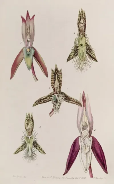 Various Species Of Catasetum
