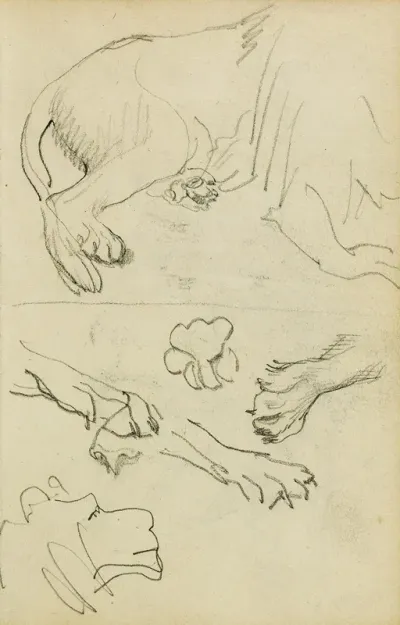 Various Studies Of Lion Leg Paws And Head