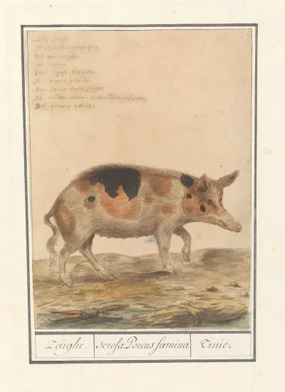 Varken Sus Scrofa Domesticus Zeughe Scrofa Porcus Faemina Truie