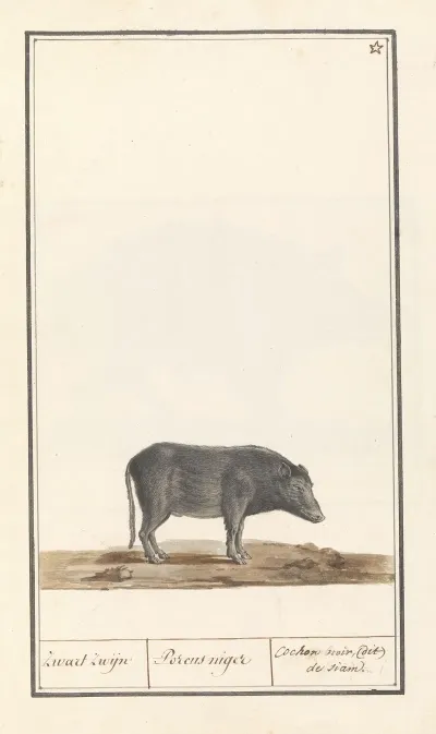 Varken Sus Scrofa Domesticus Zwart Zwijn Porcus Niger Cochon Noir Dit De Siam