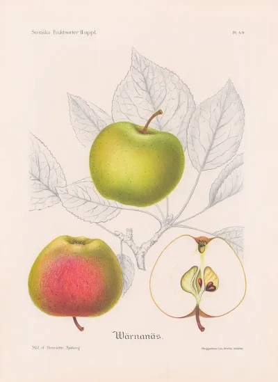Varnanasapple