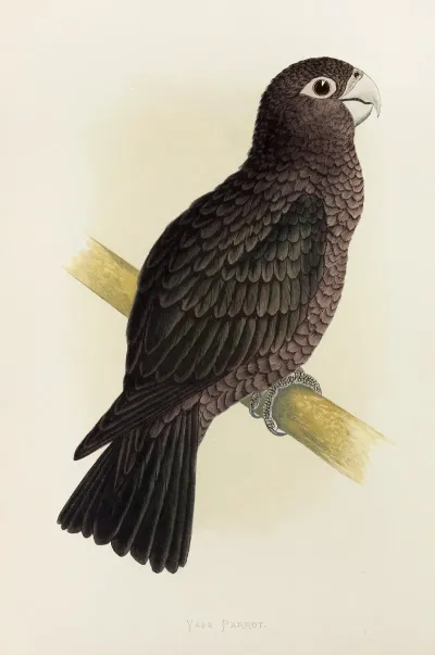 Vasa Parrot