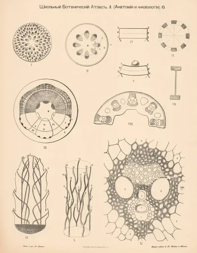 Vascular Formation