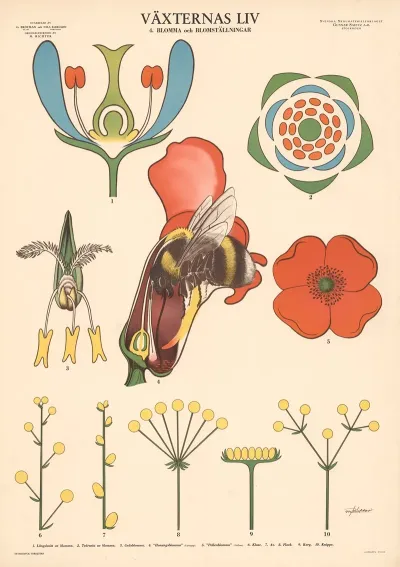 Vaxternas Liv 4 Blomma Och Blomstallningar