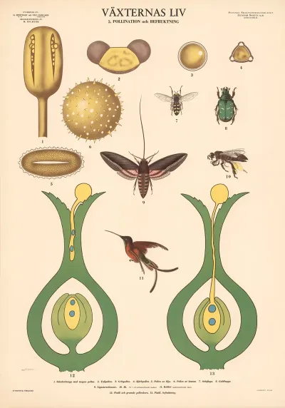 Vaxternas Liv 5 Pollination Och Befruktning
