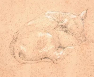 Veau Couche