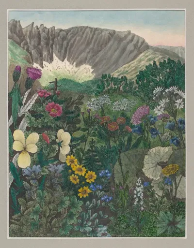 Vegetation Of The Karkonosze Mountains Pl 1