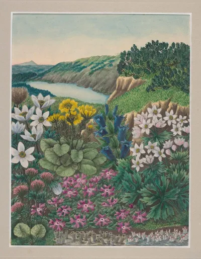 Vegetation Of The Karkonosze Mountains Pl 2