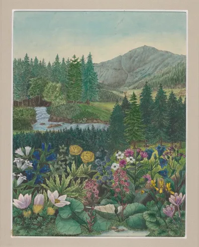 Vegetation Of The Karkonosze Mountains Pl 3