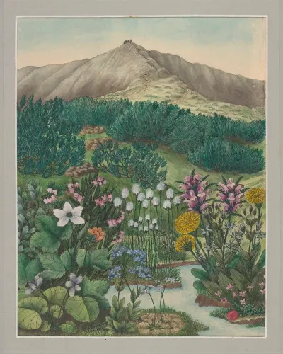 Vegetation Of The Karkonosze Mountains Pl 5
