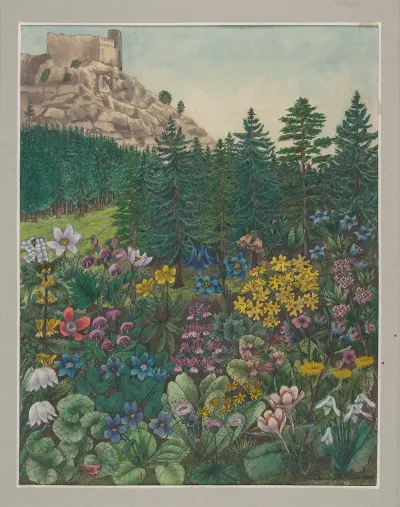 Vegetation Of The Karkonosze Mountains Pl 6