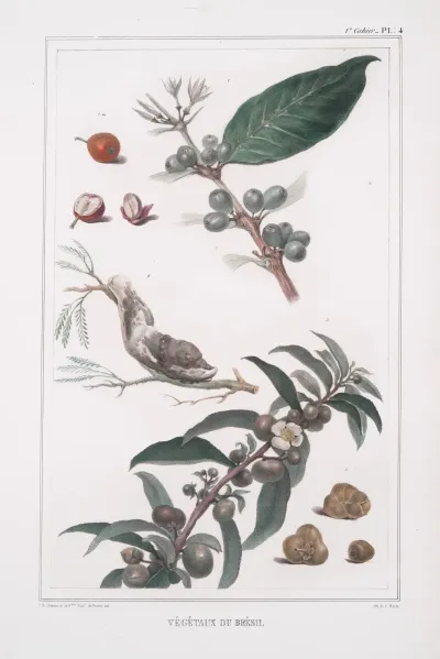 Vegetaux Du Bresil