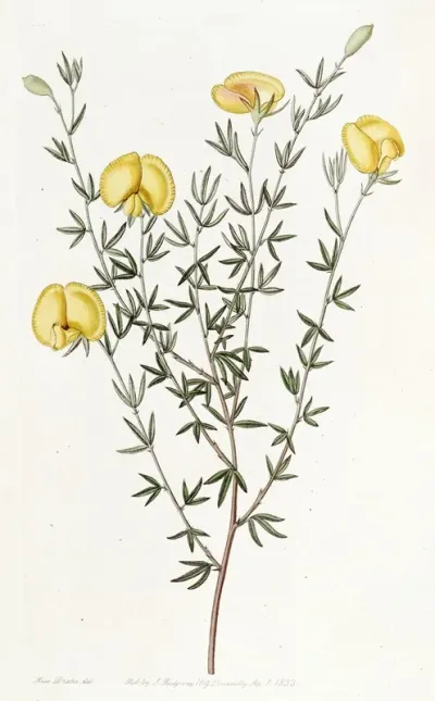 Veiny Leaved Gompholobium
