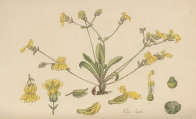 Velleia Lyrata