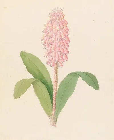 Veltheimia Viridifolia Veltheimia Bracteata
