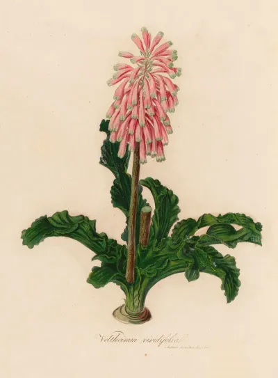 Veltheimia Viridifolia
